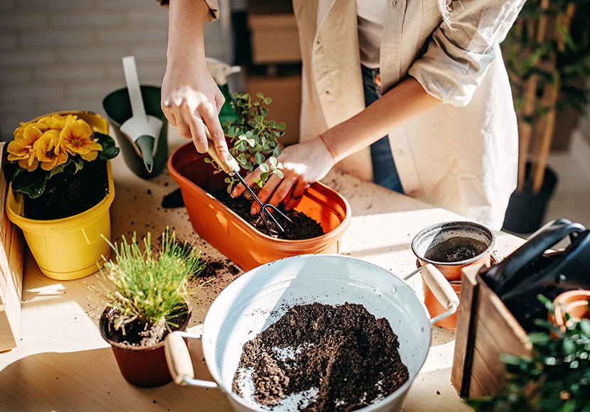 A person working with houseplants at a table.