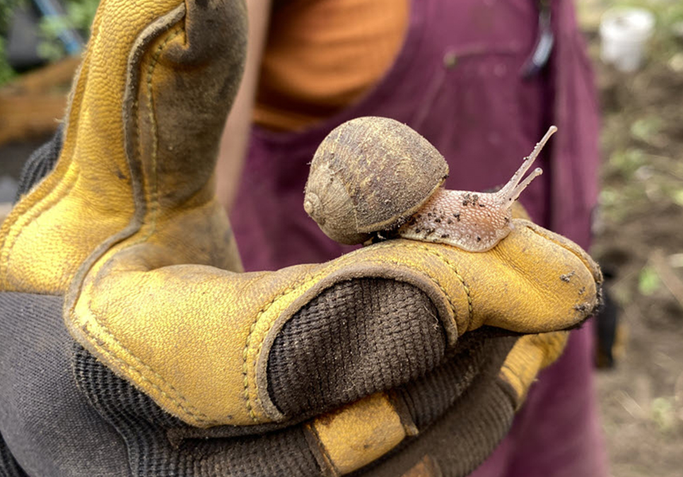 Snail with BLOOM Participant 2022